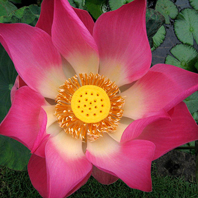 Lotus flower